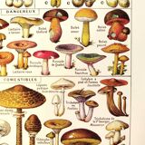 Mushroom poster, based on a 1920 lithograph