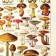 Mushroom poster, based on a 1920 lithograph