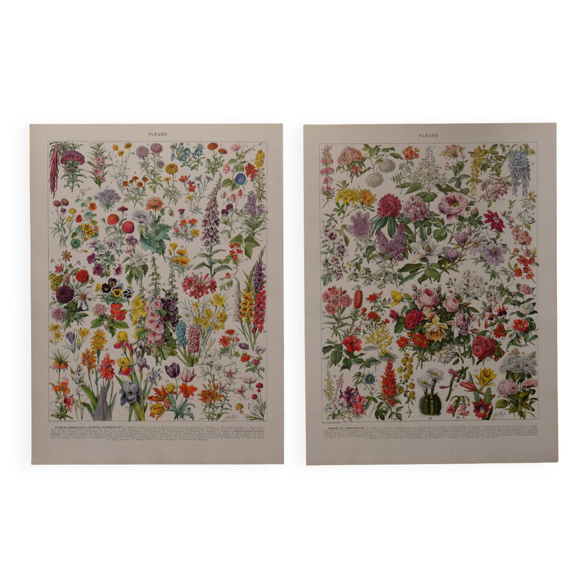 Original lithographs on flowers