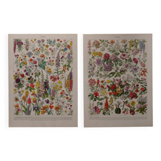 Lithographies originales sur les fleurs