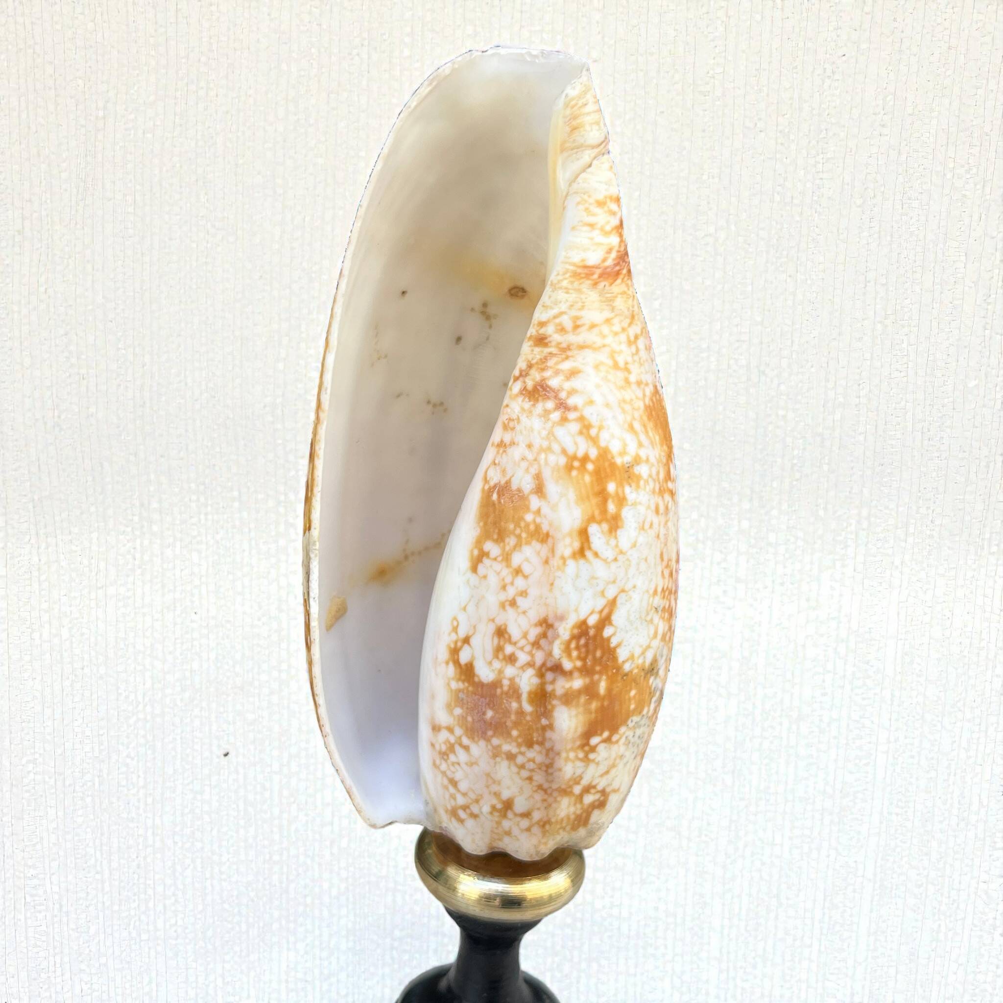 Snail shell conus on a turned black wooden base, late 19th century curiosities.