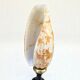 Snail shell conus on a turned black wooden base, late 19th century curiosities.