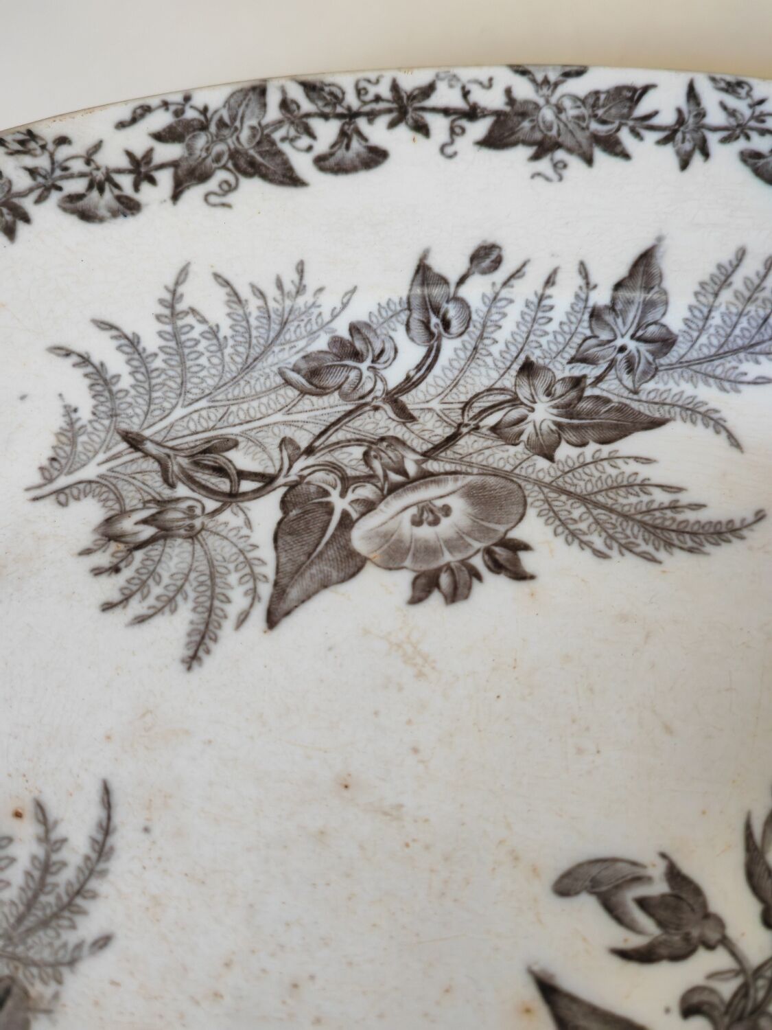 Dish bindweed Pexonne