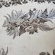 Dish bindweed Pexonne