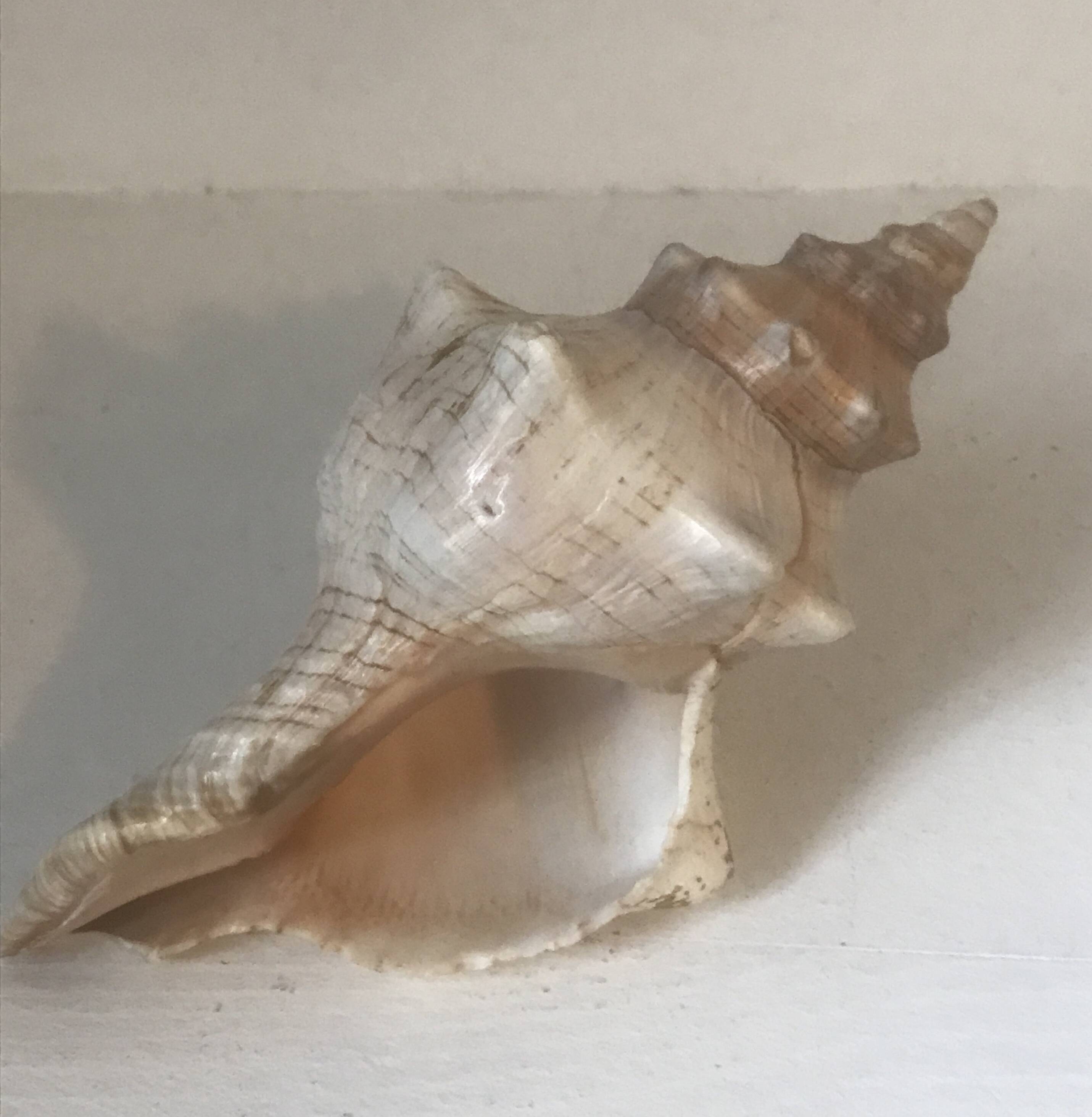 Comoros Conch Shell