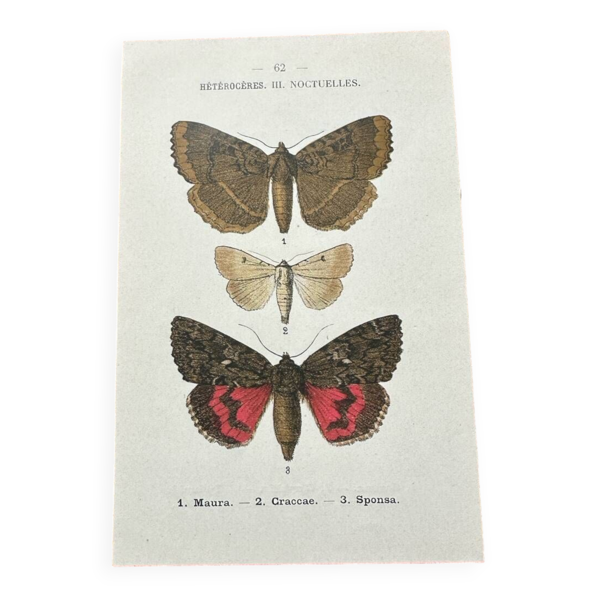 Old botanical board double-sided naturalist butterfly engraving