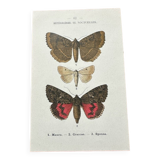 Old botanical board double-sided naturalist butterfly engraving