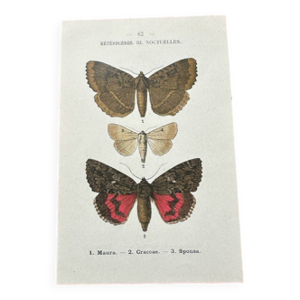 Old botanical board double-sided naturalist butterfly engraving