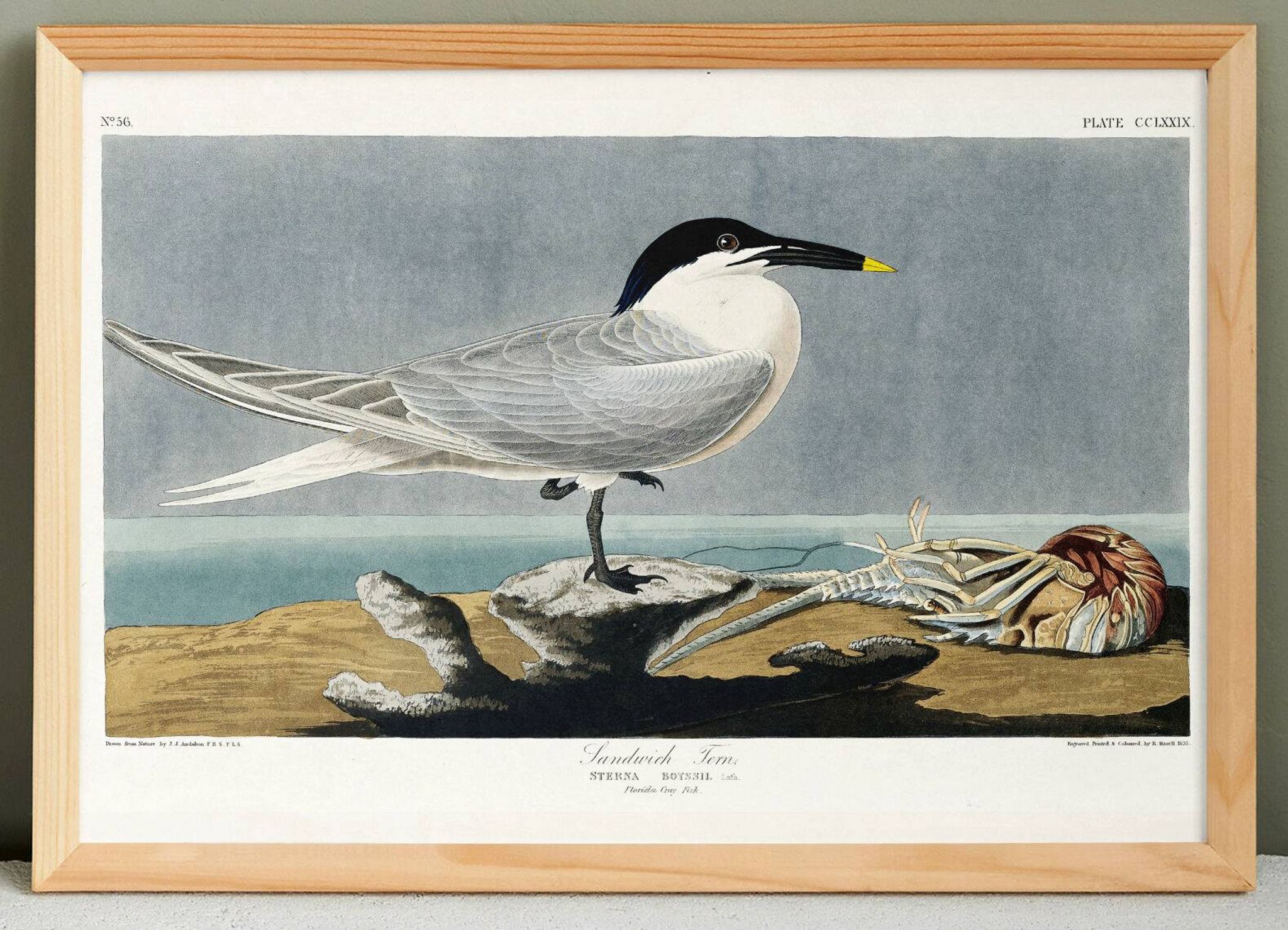 Poster about the Tern, based on an old engraving from 1827.