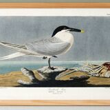 Poster about the Tern, based on an old engraving from 1827.