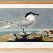 Poster about the Tern, based on an old engraving from 1827.
