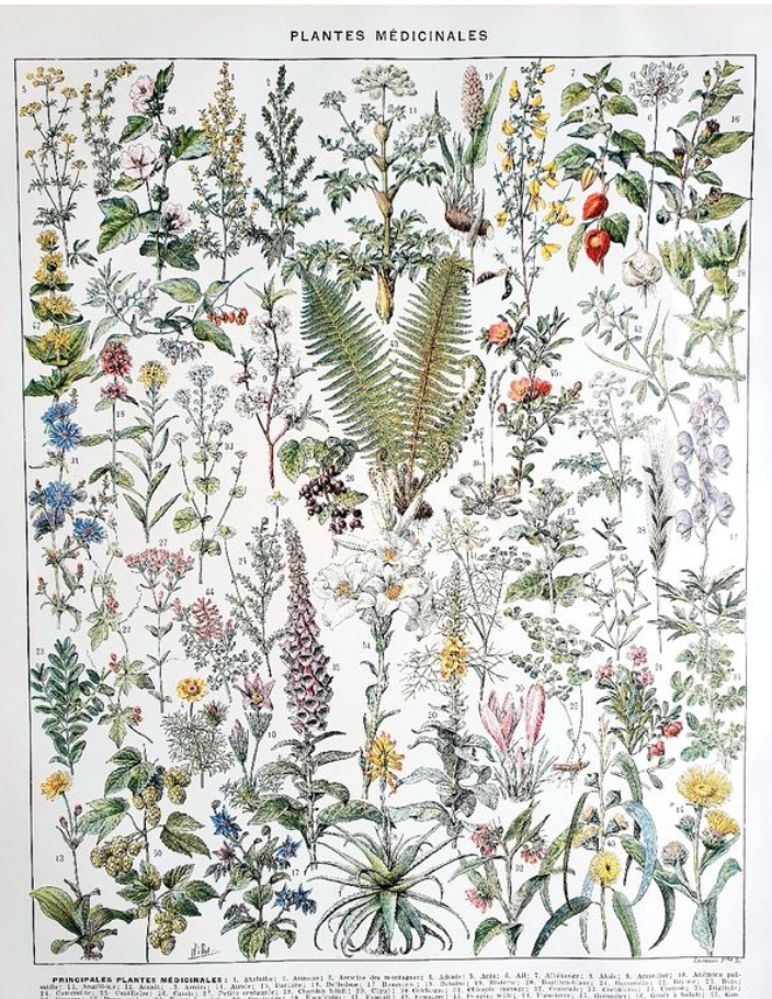 Duo of plates on medicinal plants