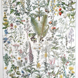 Duo of plates on medicinal plants