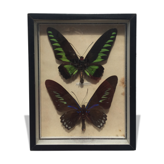 Raja Brooke Butterfly framed