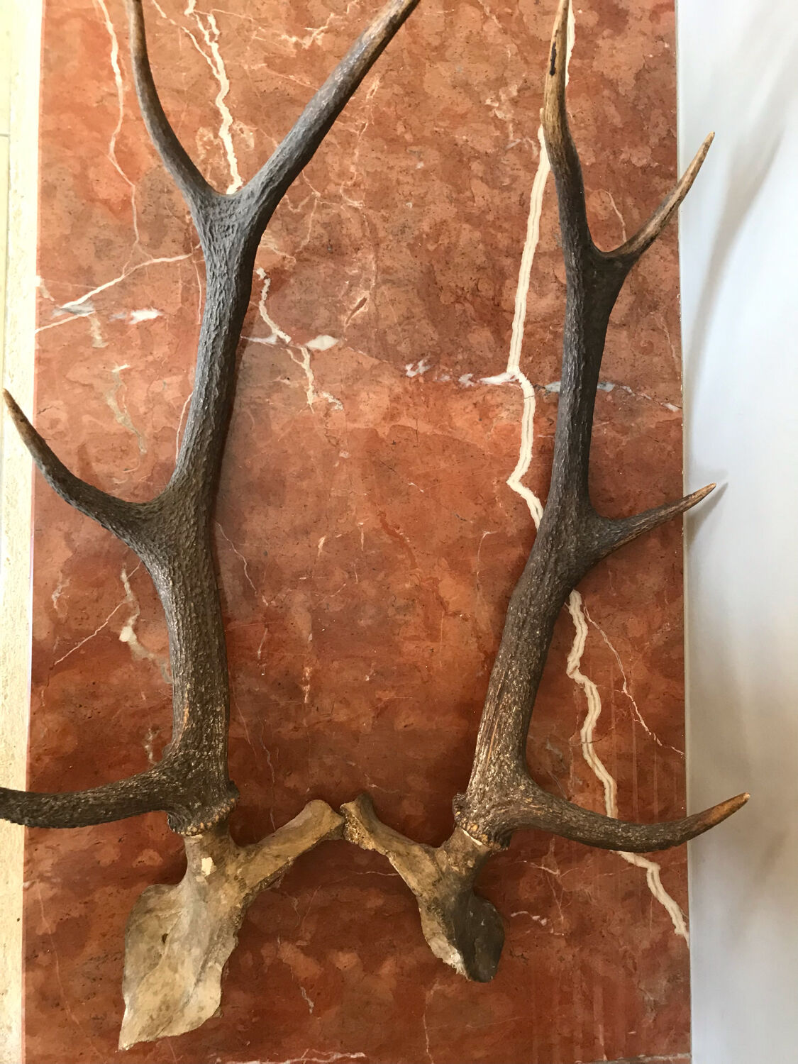 Massacre bois de cerf