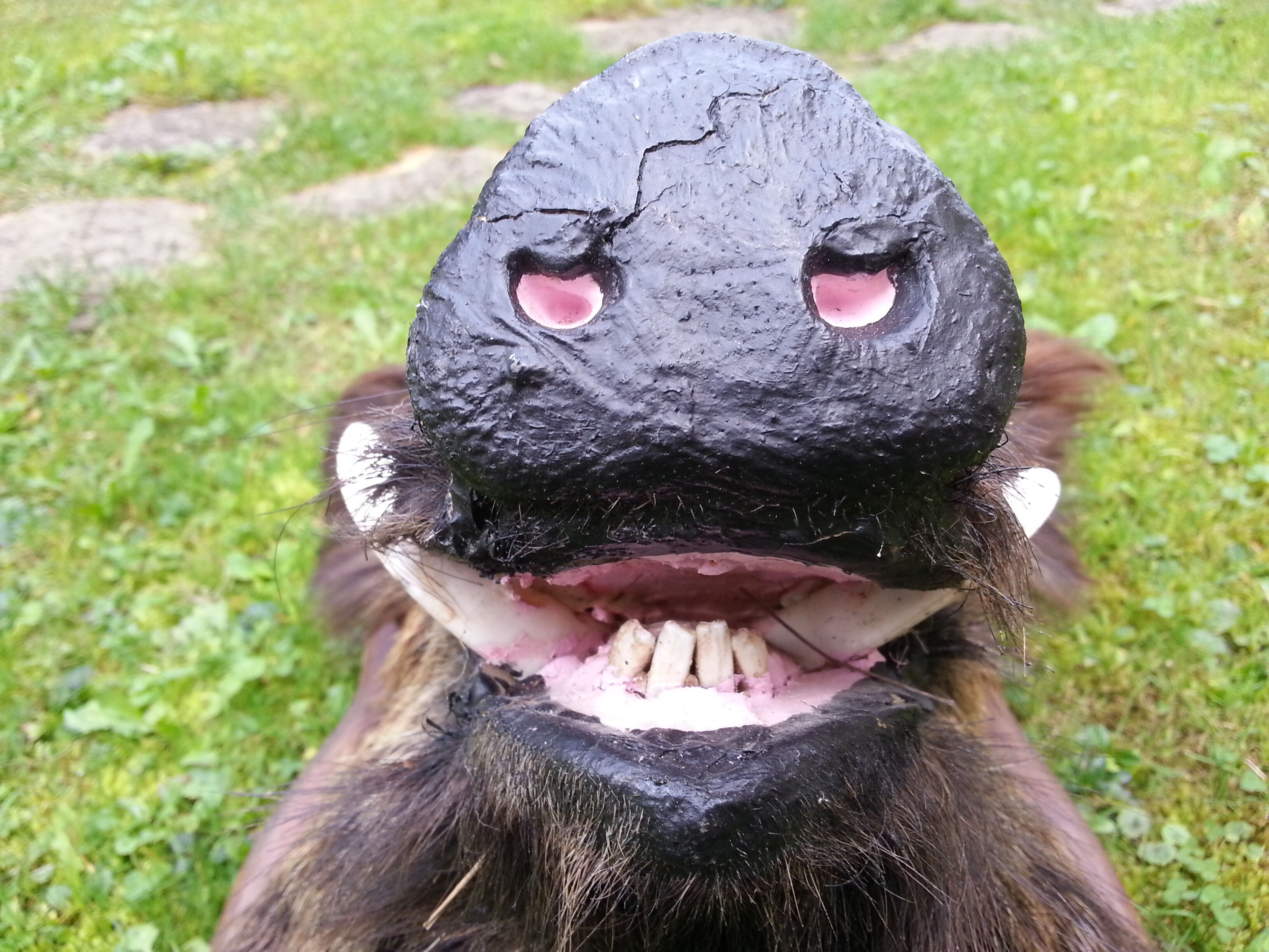 Hunting trophy boar for cabinet of curiosity's head