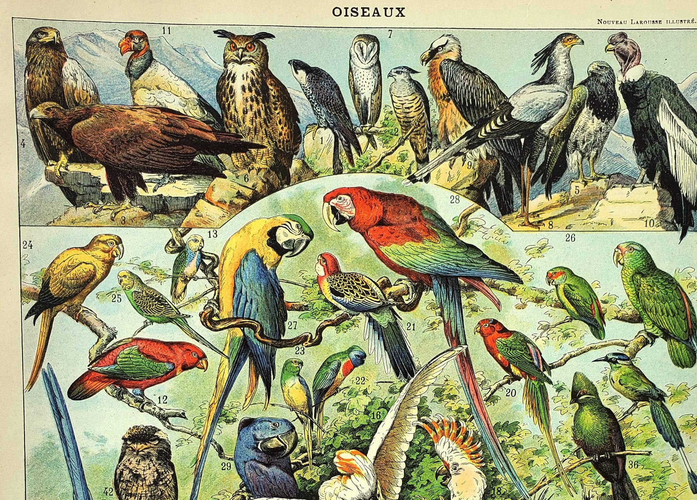 Gravure ancienne 1897 A. Millot - Oiseaux 1, espèces, perroquet, rapace