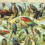 Gravure ancienne 1897 A. Millot - Oiseaux 1, espèces, perroquet, rapace