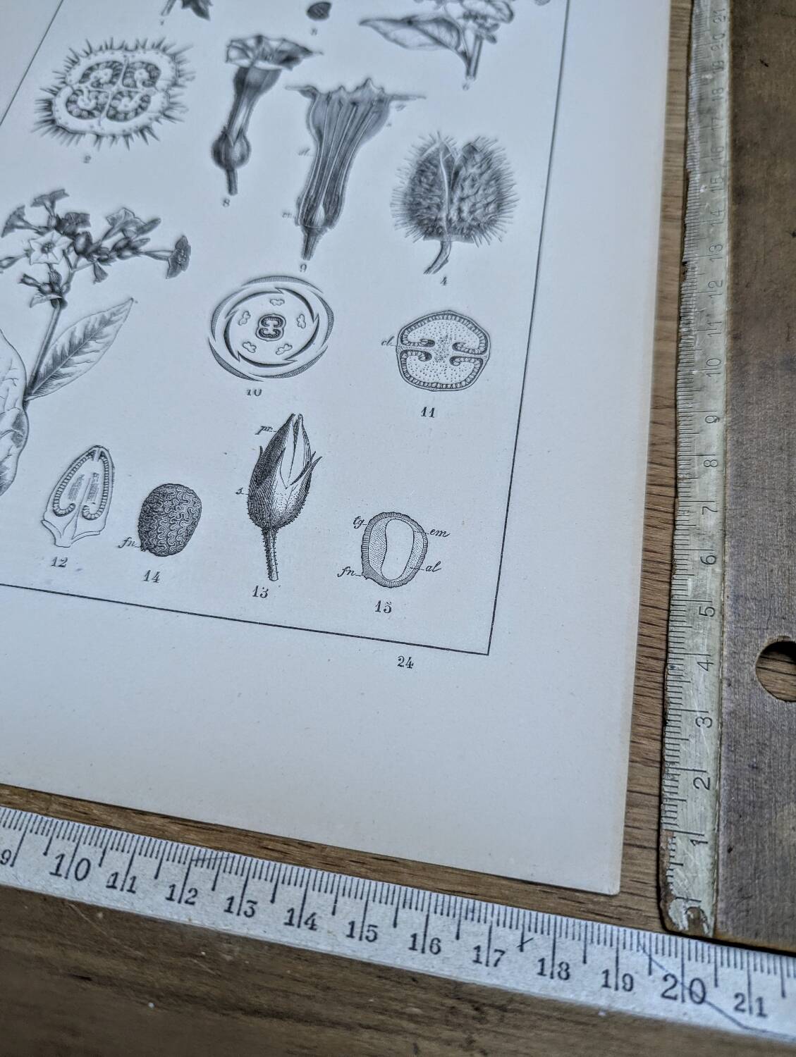 Printed in 1889, the nightshades (Solanaceae). Old botanical plate.