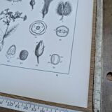 Printed in 1889, the nightshades (Solanaceae). Old botanical plate.