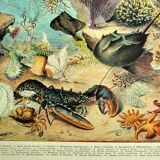 Lithographie ancienne 1928 A. Millot - Océanographie, faune et flore marine