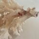 Corail ancien