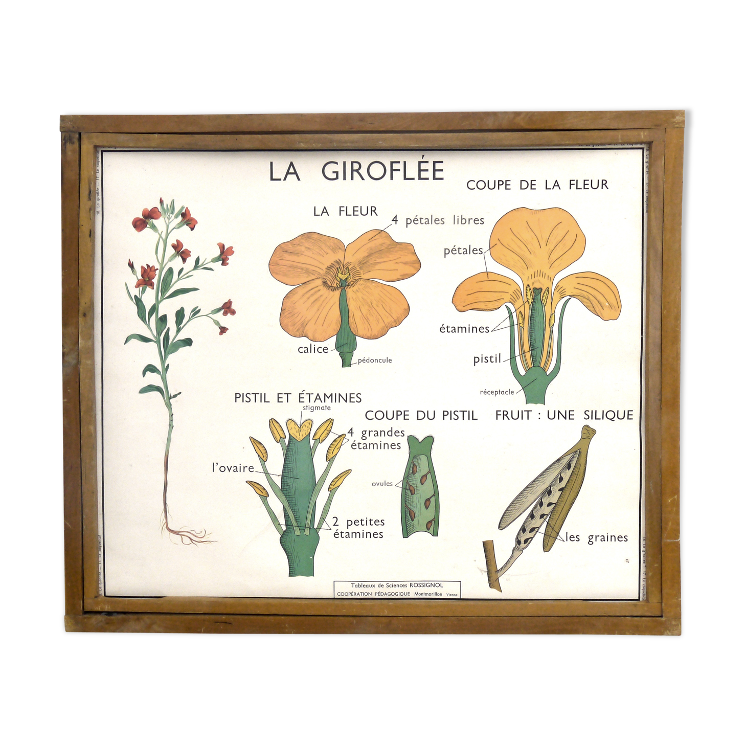 Educational poster the wallflower and poppy