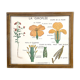 Educational poster the wallflower and poppy