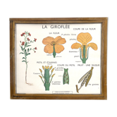Educational poster the wallflower and poppy