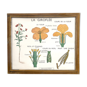 Educational poster the wallflower and poppy