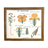 Educational poster the wallflower and poppy