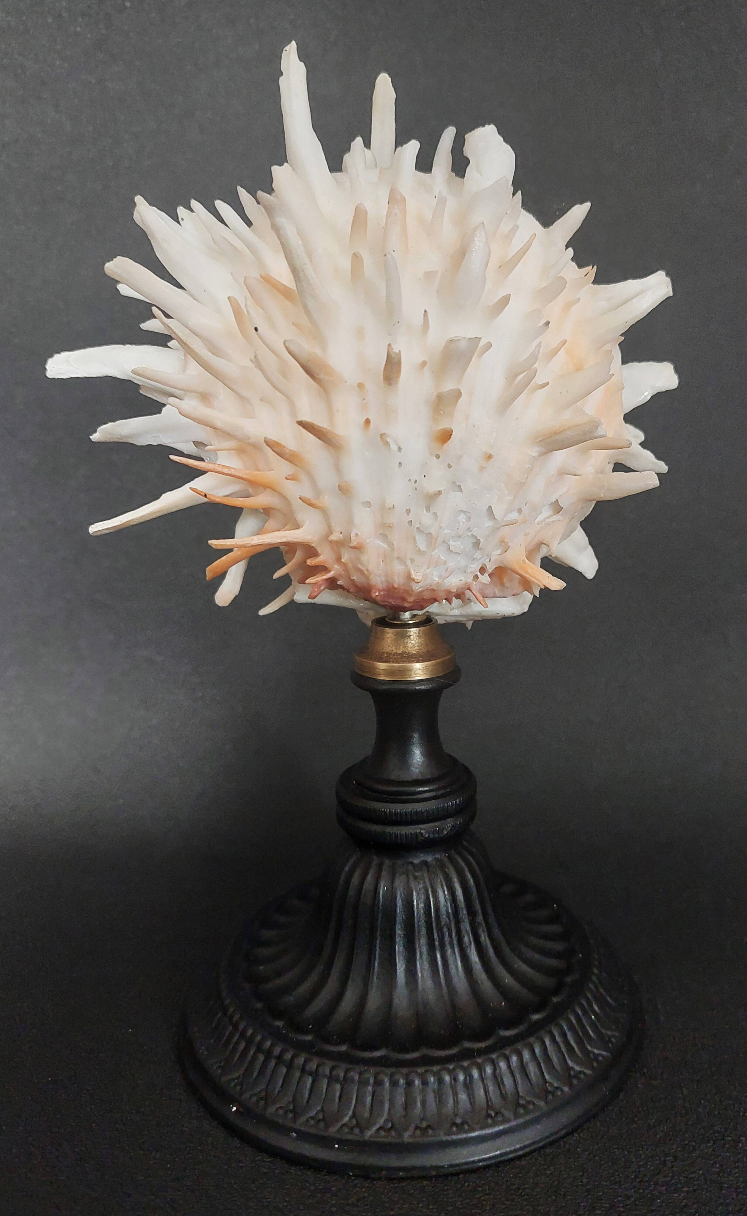 Cabinet of Curiosities Spondylus americanus shell on base