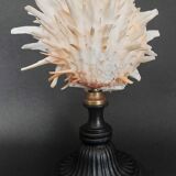 Cabinet of Curiosities Spondylus americanus shell on base