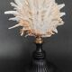Cabinet of Curiosities Spondylus americanus shell on base