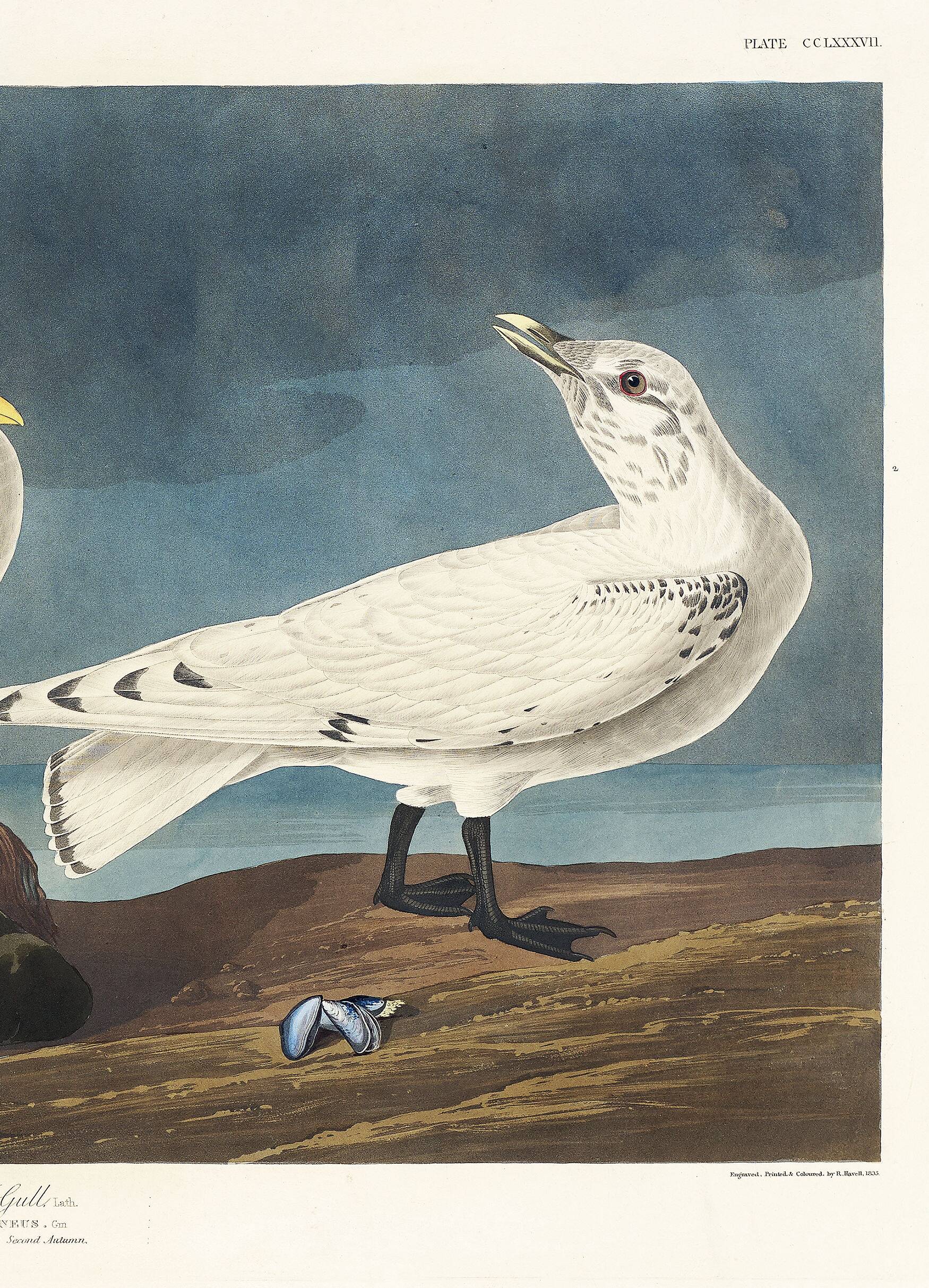 Poster about the Ivory Seagull, after an old engraving from 1827.