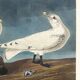 Poster about the Ivory Seagull, after an old engraving from 1827.