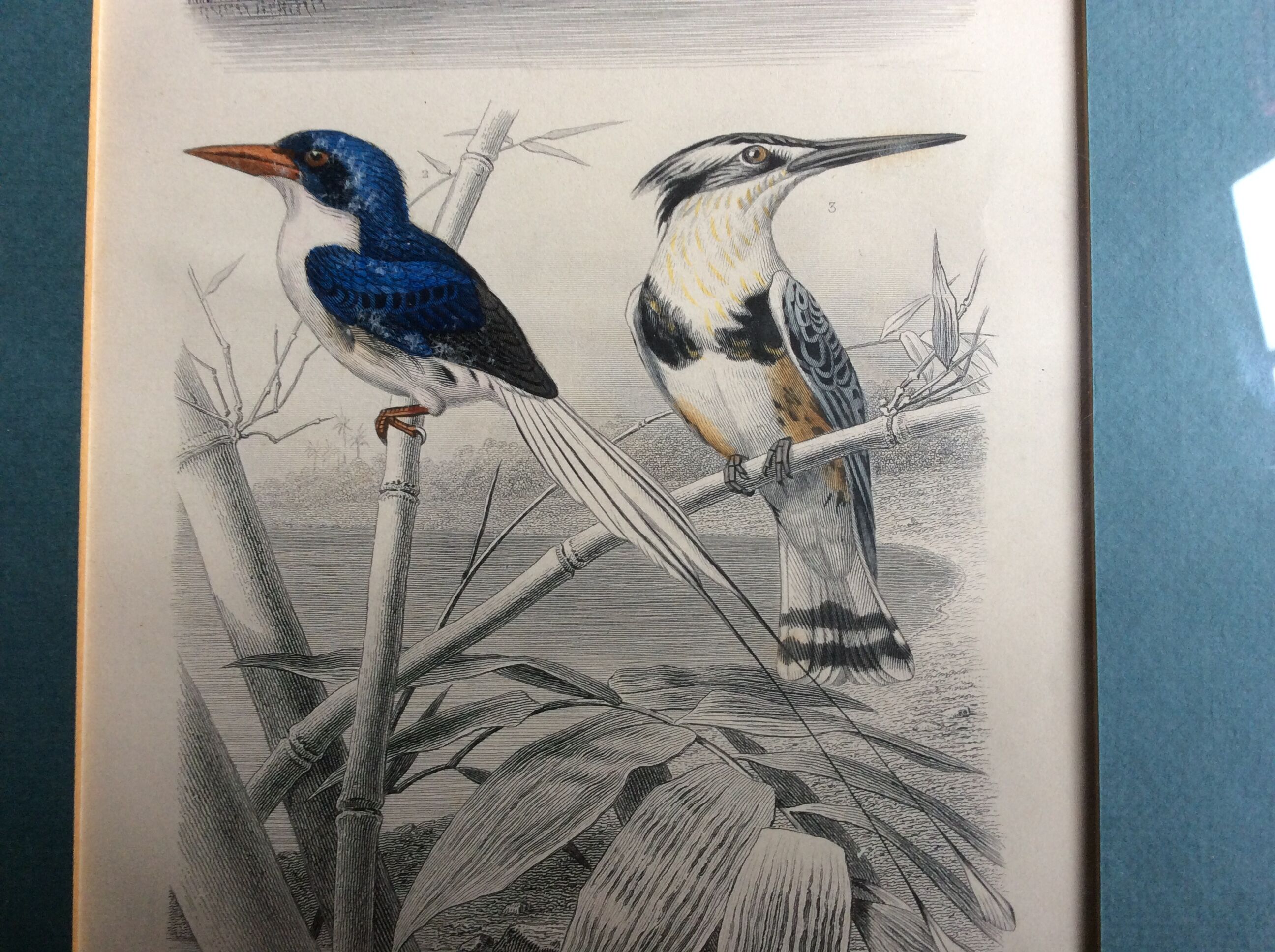 Bird engravings, bird illustration