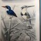 Bird engravings, bird illustration