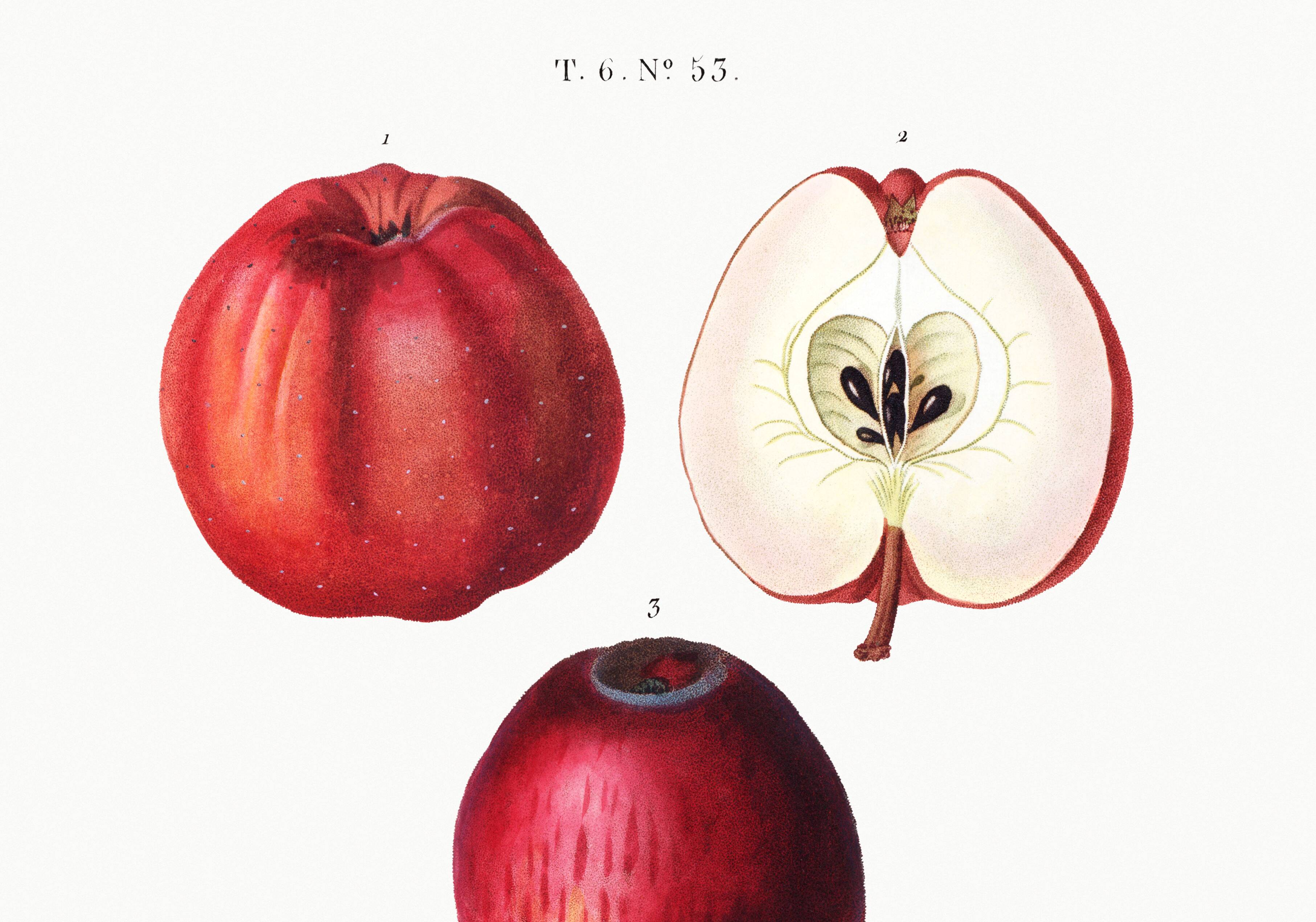 Vintage poster of the common apple tree, based on an engraving from 1802.