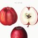 Vintage poster of the common apple tree, based on an engraving from 1802.