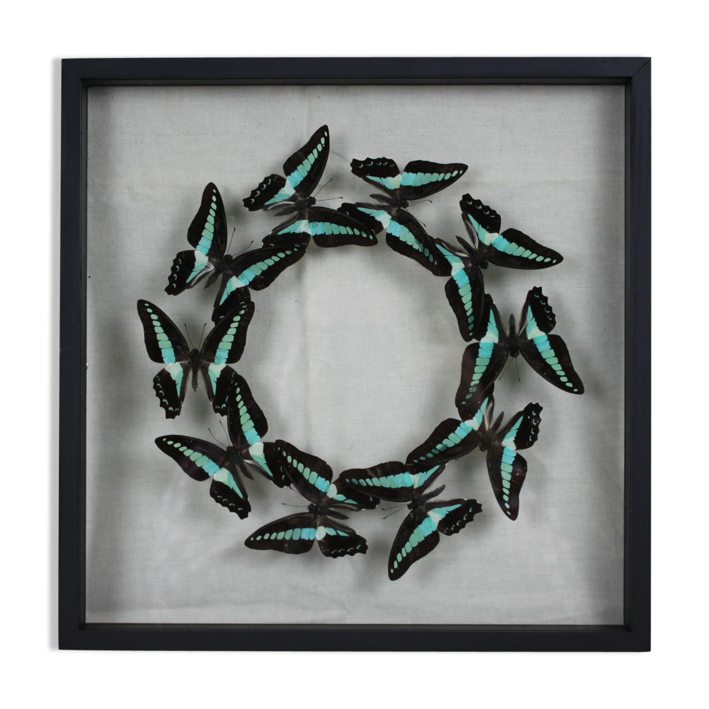 Flight of butterflies