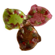 Vallauris dish