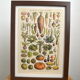 Lithograph vintage vegetables and vegetables framed 1923