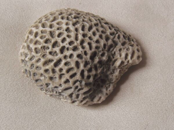 Corail