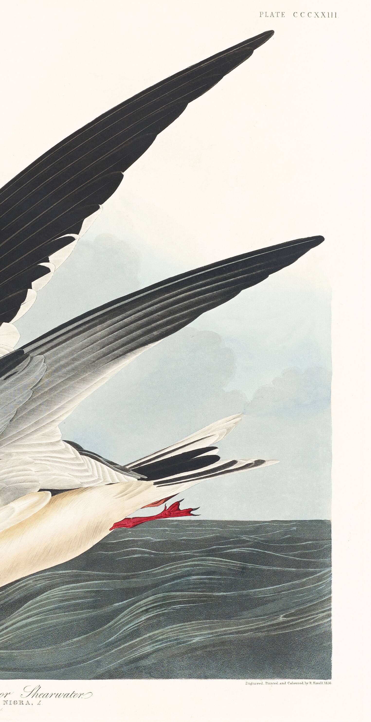 Poster about the Black Tern, based on an old engraving from 1827.