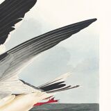 Poster about the Black Tern, based on an old engraving from 1827.
