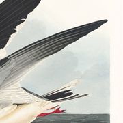 Poster about the Black Tern, based on an old engraving from 1827.