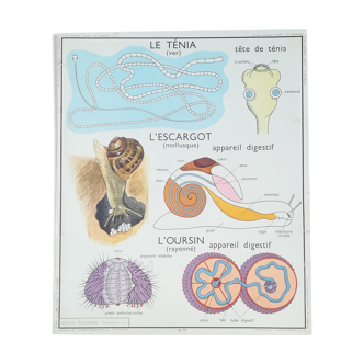 Rossignol pedagogical poster "The tapeworm, the snail the sea urchin"