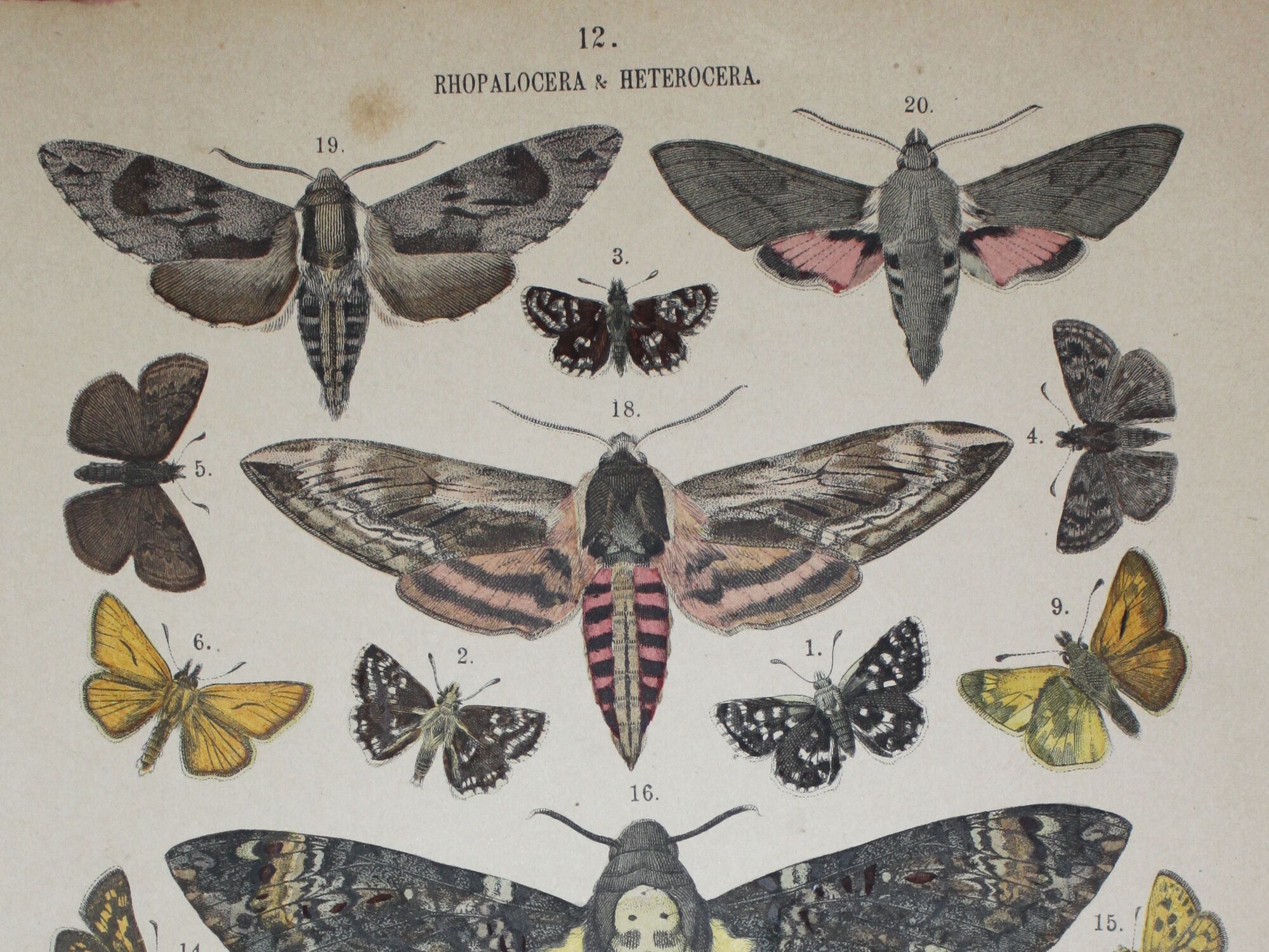 Phlomidis butterflies and skull, illustration of 1887, antique print, lepidoptere plate