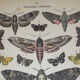 Phlomidis butterflies and skull, illustration of 1887, antique print, lepidoptere plate